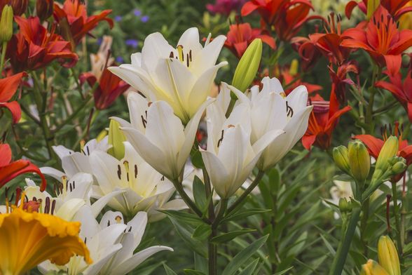 Ljiljani su pravi kraljevi vrta