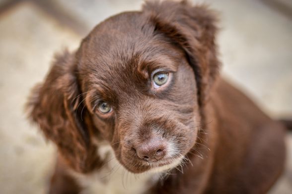 Štene koker španijela
