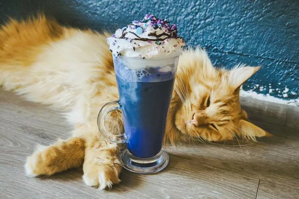 Zagrebački Cat Caffe ima dva pića inspirirana pjevačicom Taylor Swift - 4