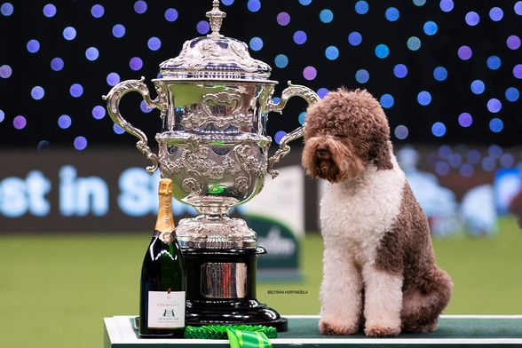 Orca, najljepši pas na svijetu