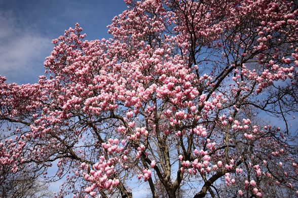 Rascvjetala magnolija u parku Ribnjak