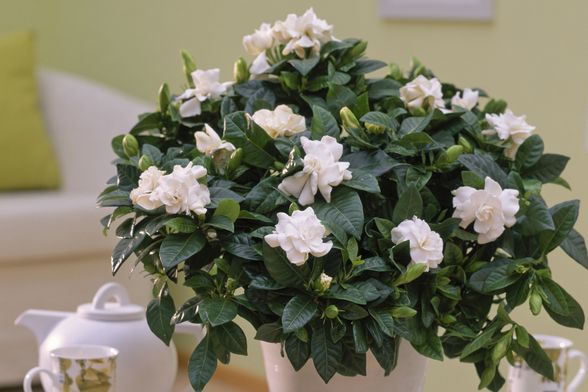 Gardenija najviše voli mjesta bez izravne sunčeve svjetlosti - 4