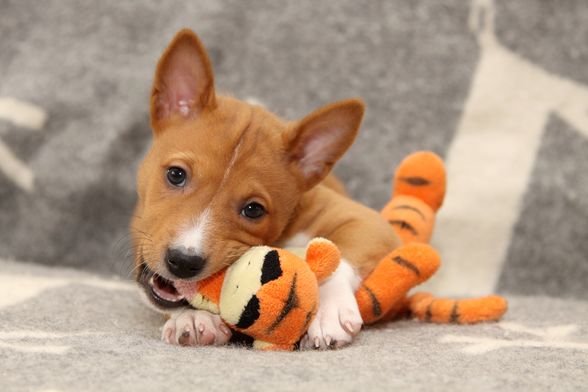 Štene pasmine basenji