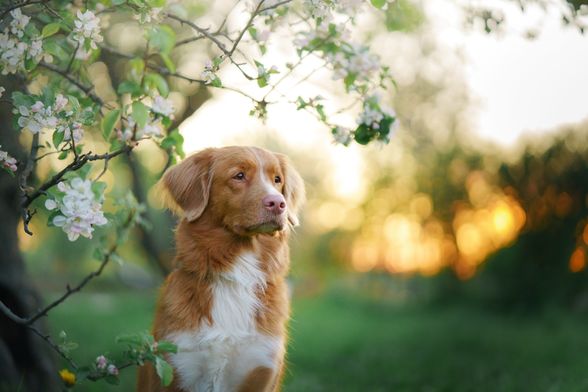 Naš nas ljubimac itekako može razumjeti