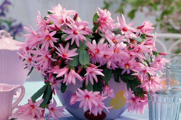 Uskrsni kaktus predivan je proljetni cvijet kojemu ne treba puno pažnje.