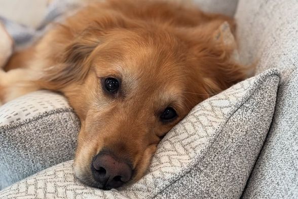 Teddy je najsmješniji zlatni retriver na Instagramu