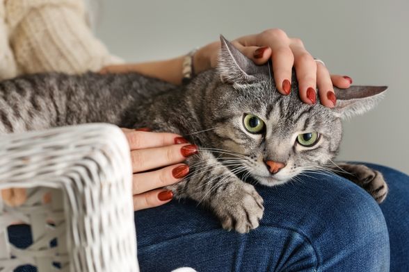 Mačje predenje umiruje i čovjeka