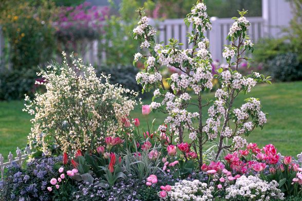 Voćke poput patuljaste kruške ne vole baš svaku biljku u svojoj blizini