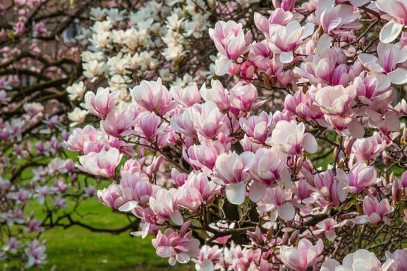 Svaka vrsta magnolije posebna je na svoj način