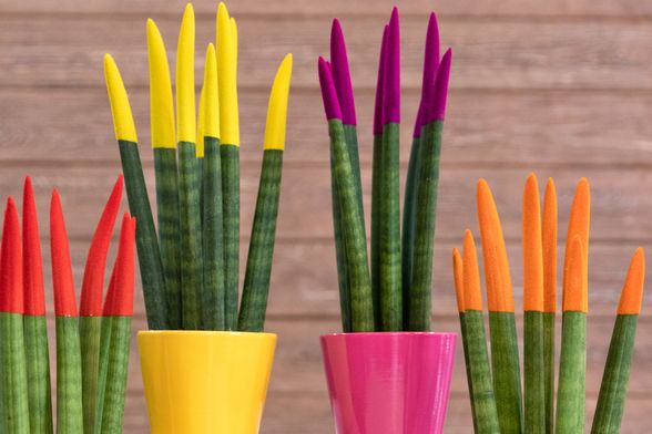 Sanseveria cylindrica ili cilindrična sablja je sukulentna biljka porijeklom iz Angole - 13