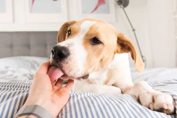 Psi nekad žele polizati vlasnikovu ruku