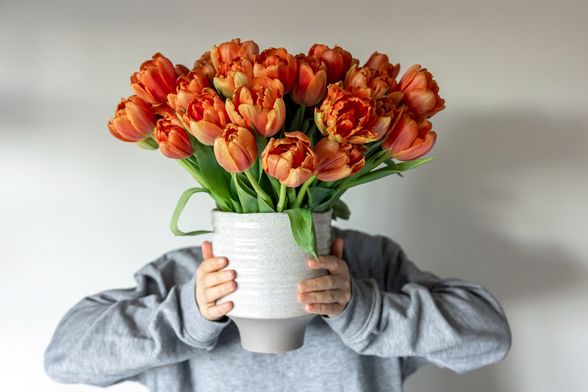 Tulipani