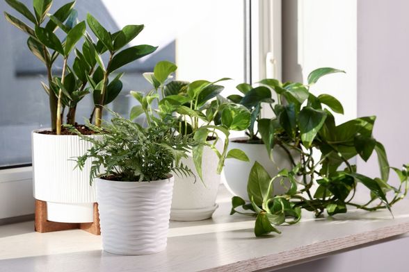 Pazite gdje držite biljke