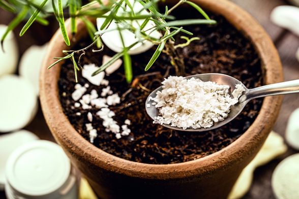 Ljuske jaja nisu spas za sve biljke