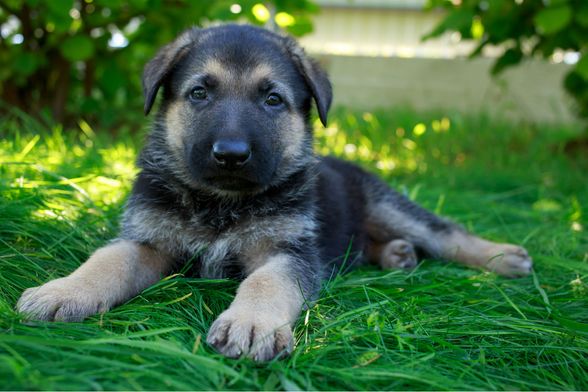 Štene njemačkog ovčara