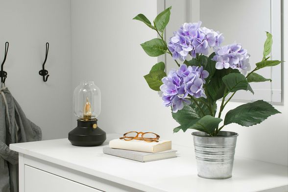 Fejka lila hortenzija može biti savršeni ukras za dom