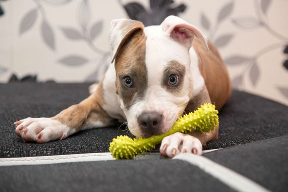 Štene američkog stafordskog terijera