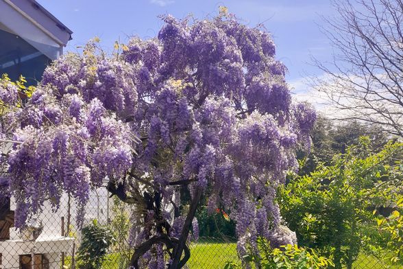 Mirisna glicinija iz Virovitice