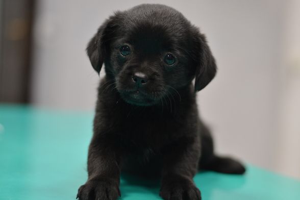 Sklonište Dumovec organizira Dan otvorenih vrata - 2