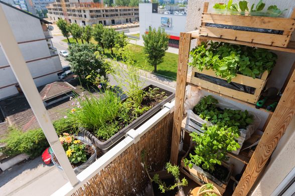 Ivana Marketin iz Zagreba svoj balkon veličine uredskog stola pretvorila je u malu zelenu oazu - 7