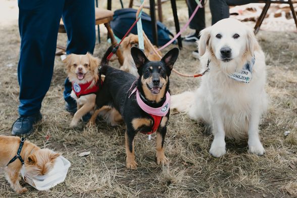 Tradicionalno događanje Povratak otpisanih 26. svibnja u osječkom azilu za pse - 8