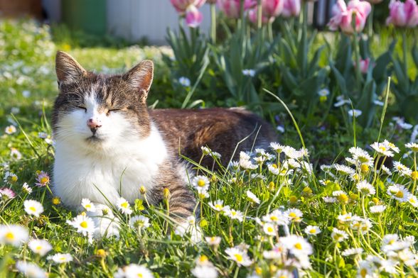 Nije sve cvijeće sigurno za mačke