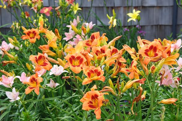 Dnevni ljiljan obilno cvate