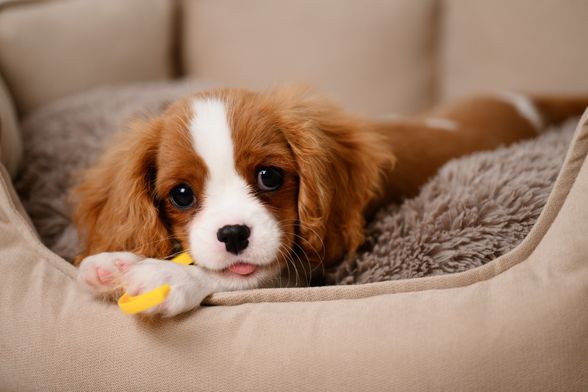 Cavalier King Charles španijel