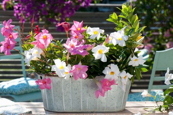 Ružičasta i bijela mandevila