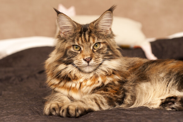Maine coon