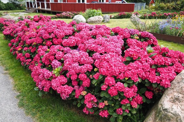 Hortenzija