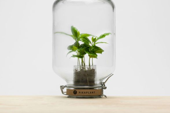 Pikaplant Jar (Foto: Zadovoljna.hr)