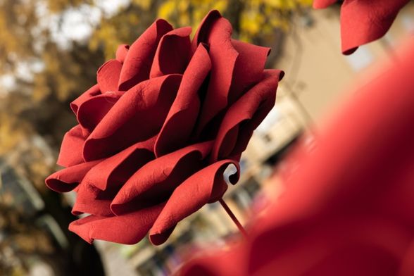 Deset ruža postavljeno je na Trgu Ksavera Sandora Gjalskog u Zaboku