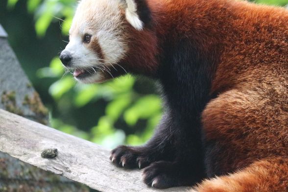 Dan crvenog pande obilježit će se u subotu u Zoološkom vrtu Grada Zagreba