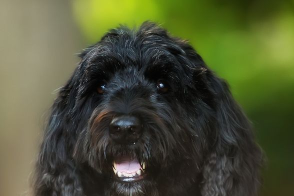 Portugalski vodeni pas sličan je lagottu romagnolu - 6