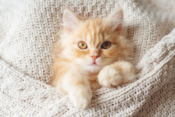 Mačke su poznate po svojoj ljubavi prema toplini