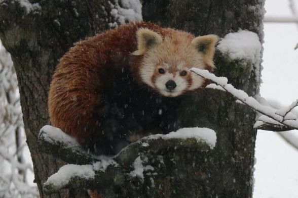 Program 'Ma tko spava zimi?!' održava se u zagrebačkom zoo vrtu - 2