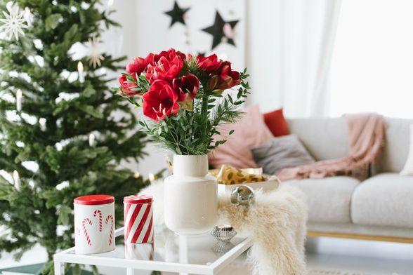 Veličanstveni amarilis krasi mnoge domove u blagdansko vrijeme