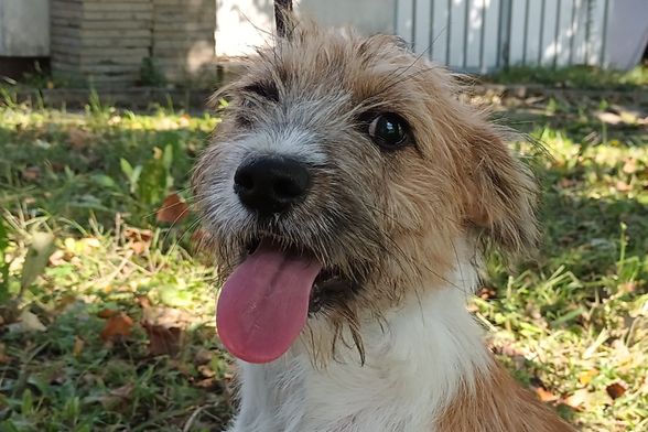 Obilježavanje Međunarodnog dana zaštite životinja - 4