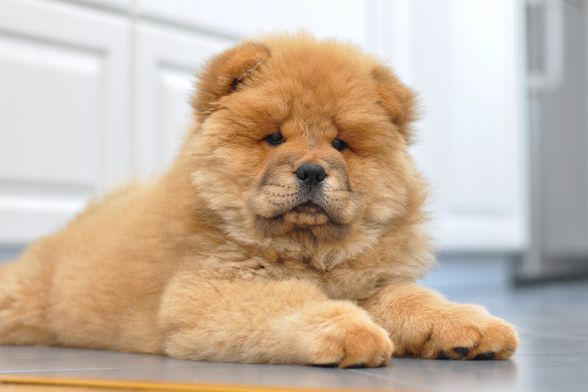 Štene pasmine čau-čau