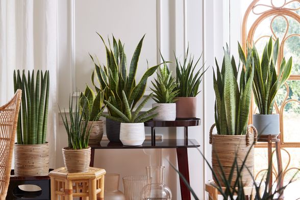 Sansevieria