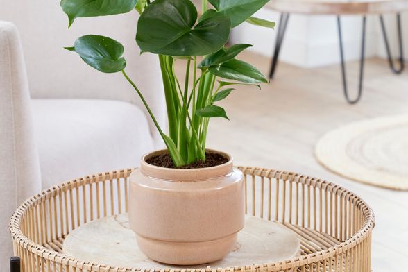 Svaka biljka može ostvariti puni potencijal na pravom mjestu