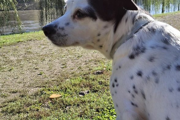 Bella je puno više od kućnog ljubimca