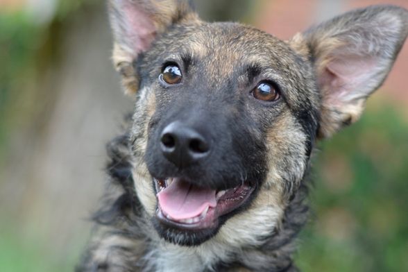 Nova akcija Udomljavanje je fora održat će se u subotu 25. listopada na Trgu bana Jelačića u Zagrebu - 1