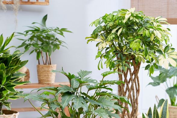 Postoje biljke koje mogu izdržati baš sve