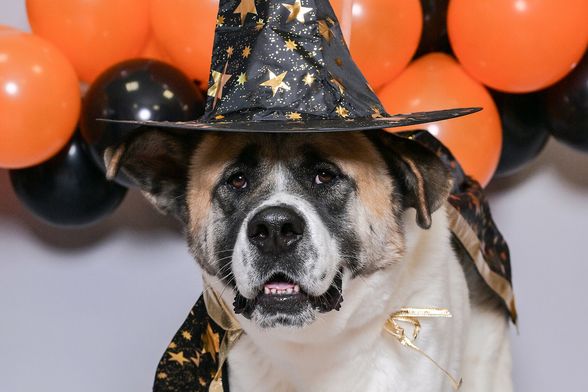 U Skloništu Dumovec u petak će se održati Čarobno večernje udomljavanje pasa i mačaka