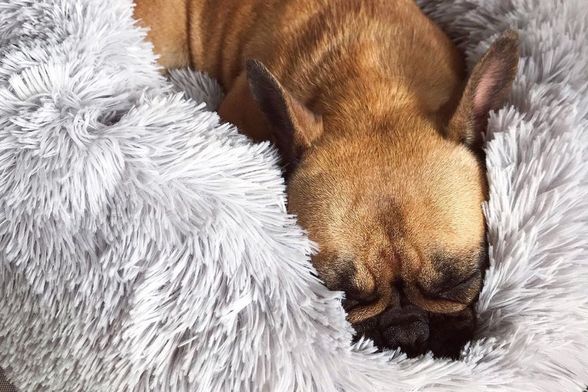 Krevetić za pse koji smiruje ljubimca - 5