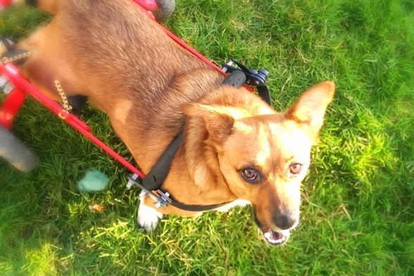 Mala Malina bila je prvi pas u Hrvatskoj koji je imao svoju stranicu na Facebooku te pričao o sebi u prvom licu - 8