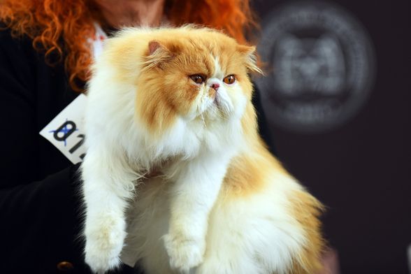 WFC Svjetska izložba mačaka u Karlovcu - 15