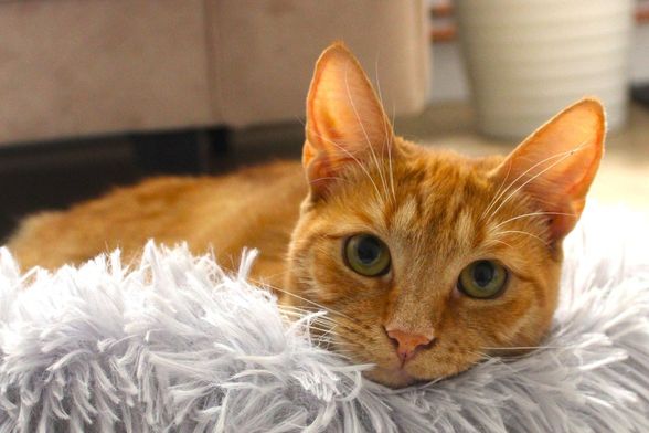 Narančaste mačke naših čitateljica